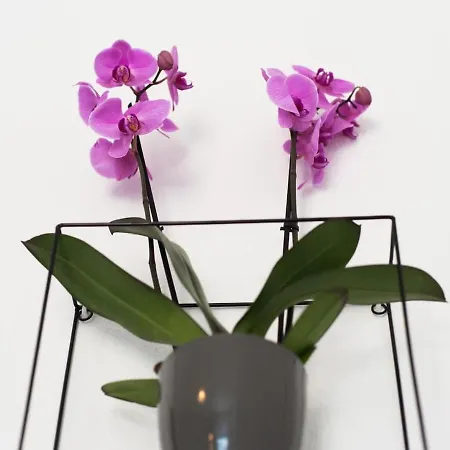 Rosaleda Center Apartament *